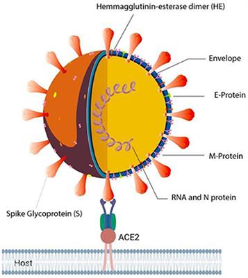 Phytochemical Moieties From Indian Traditional Medicine for Targeting Dual Hotspots on SARS-CoV-2 Spike Protein: An Integrative in-silico Approach